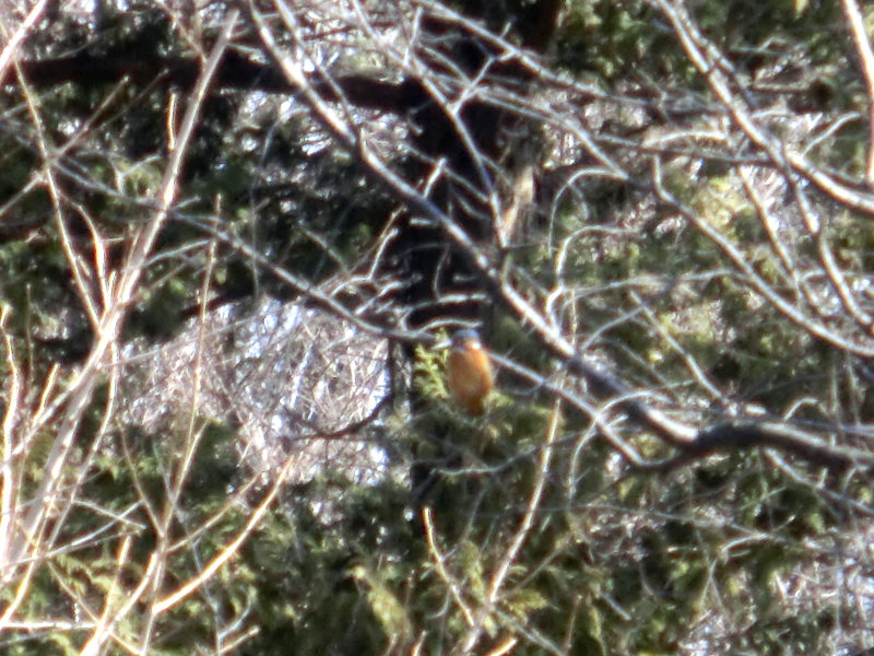 ��̕���