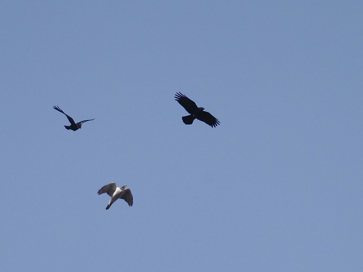 ��̕���