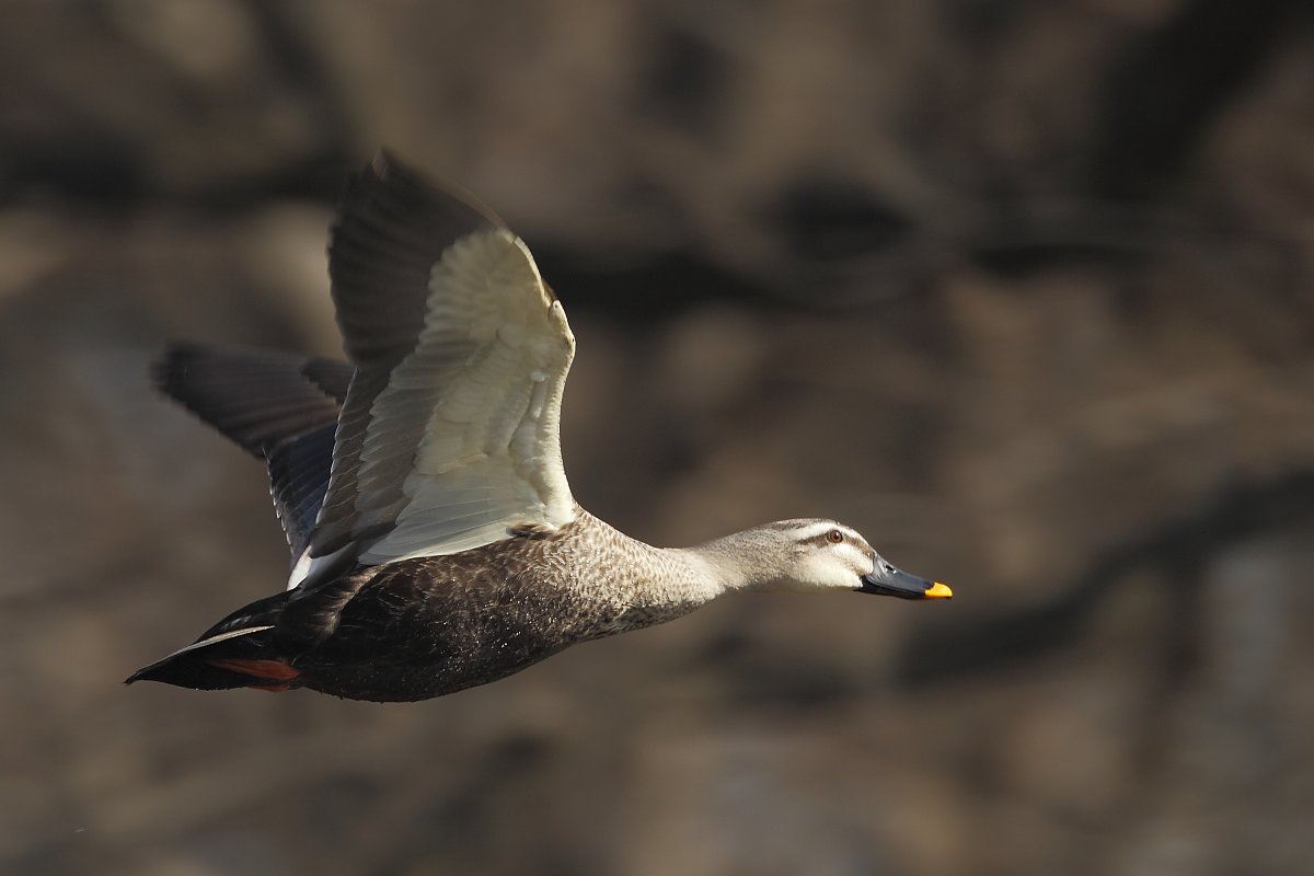 ��̕���