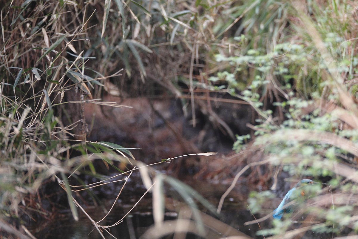 ��̕���