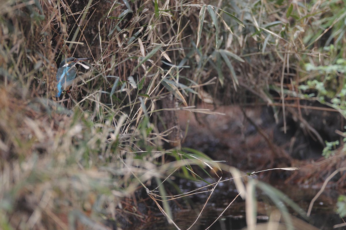 ��̕���