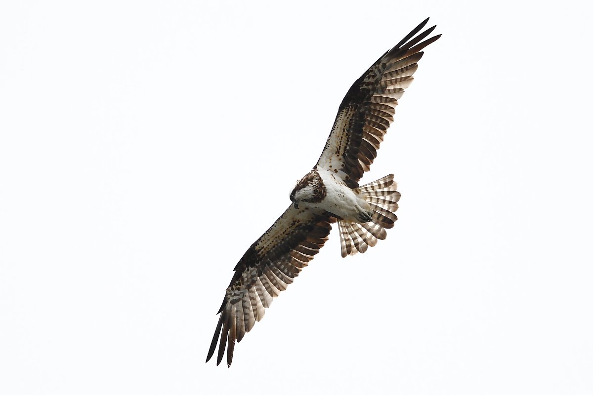 ��̕���