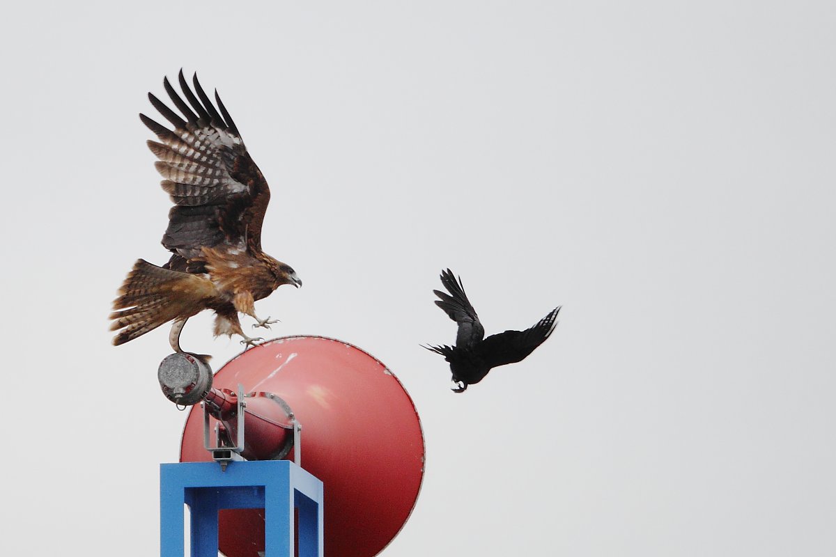 ��̕���