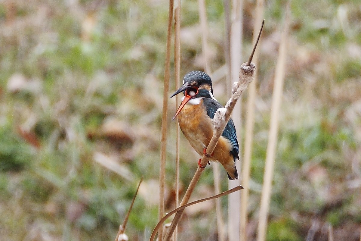 ��̕���