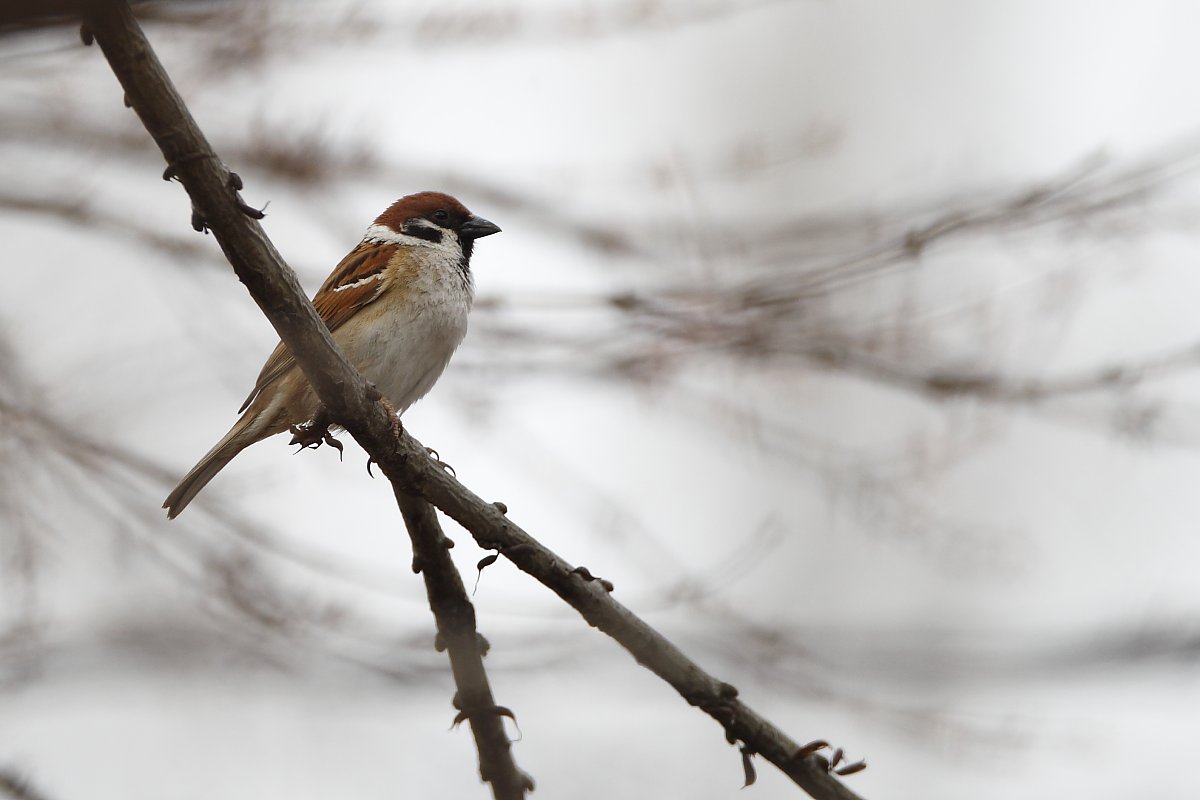 ��̕���