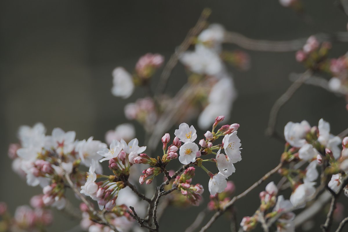 ��̕���