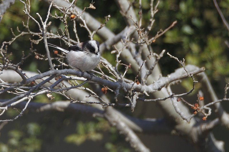 ��̕���