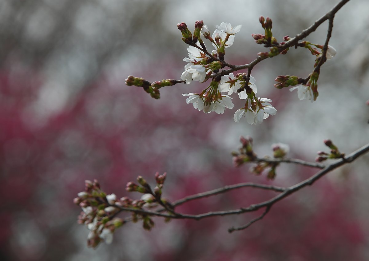 ��̕���