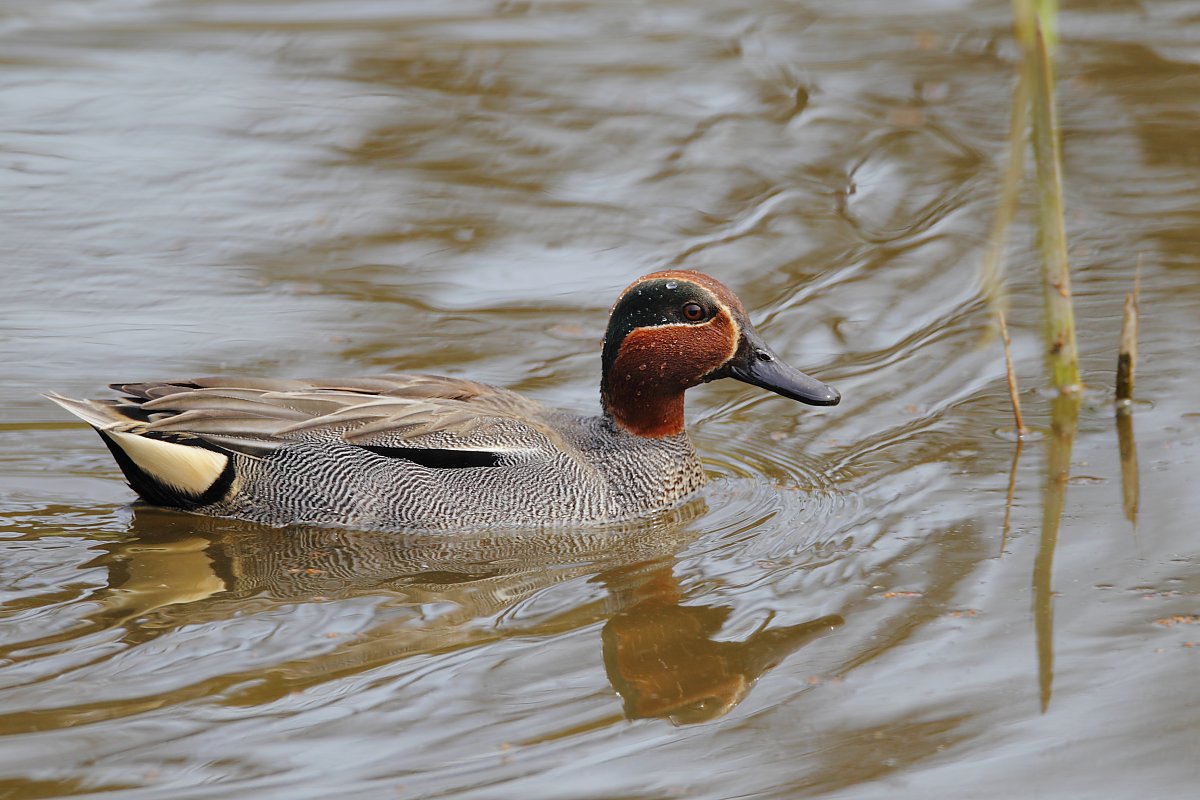 ��̕���