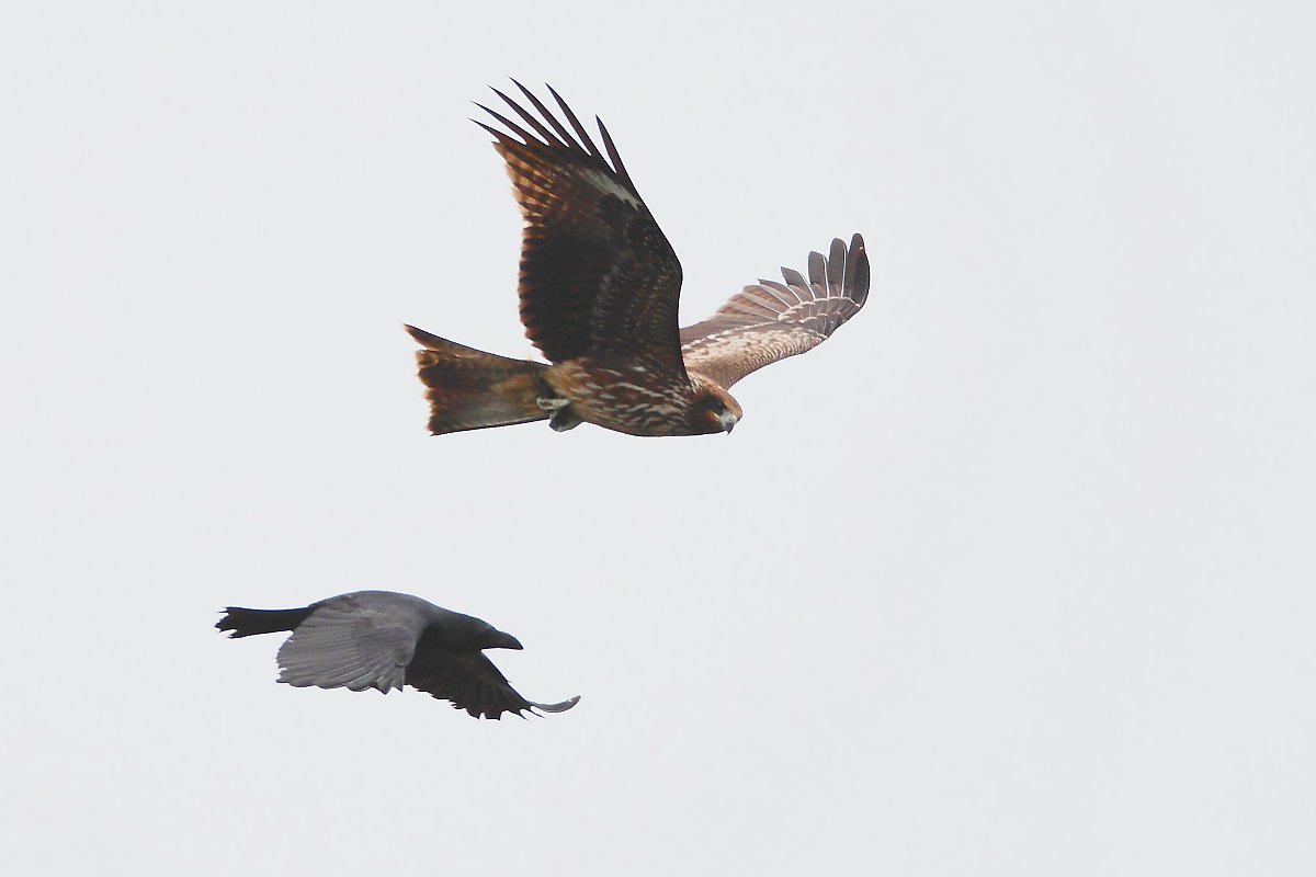 ��̕���