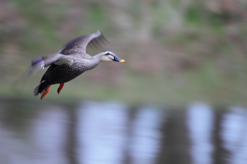 ��̕���