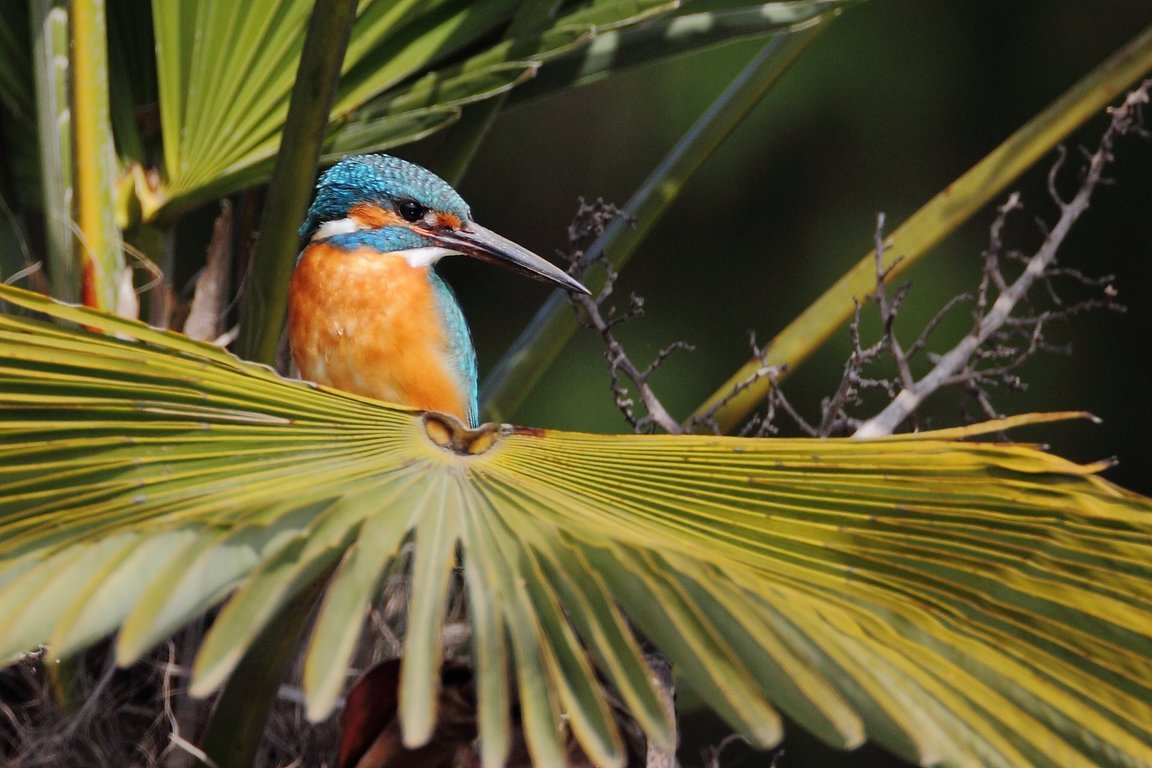 ��̕���