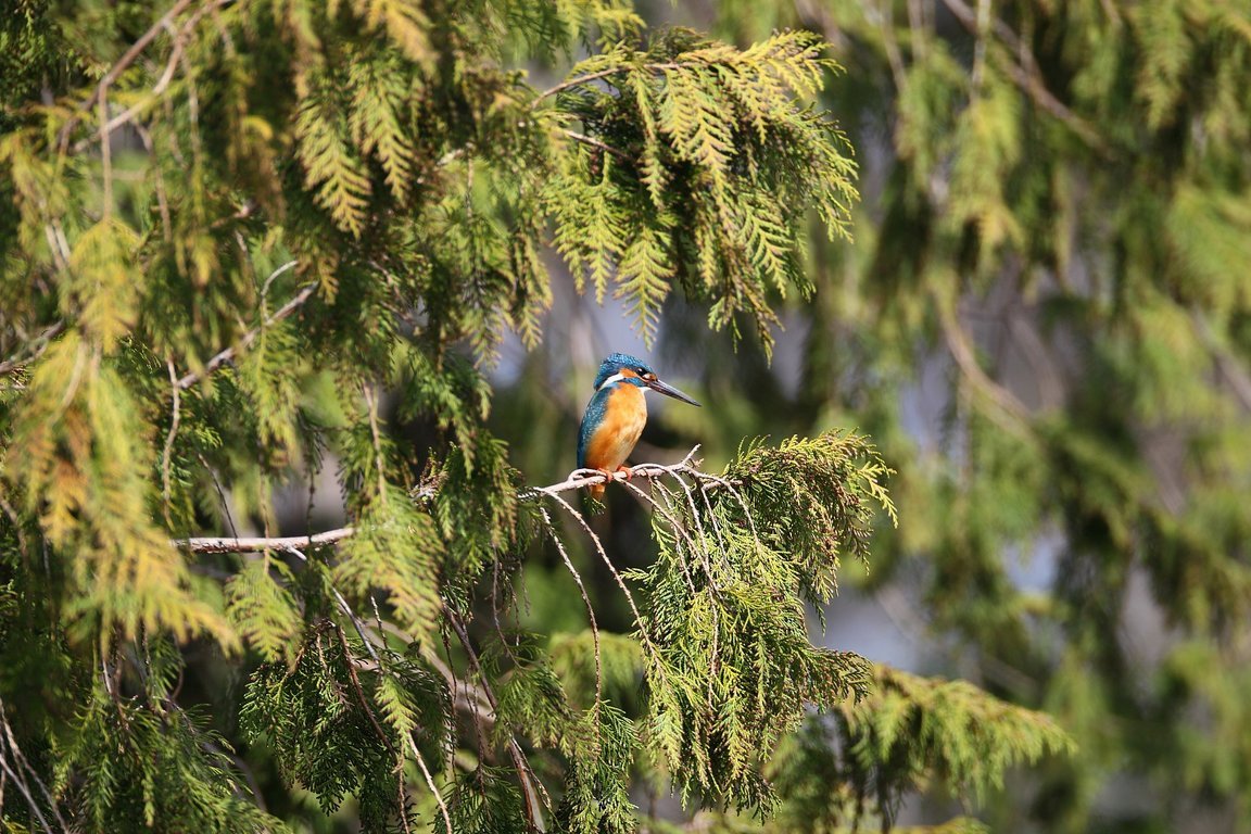 ��̕���