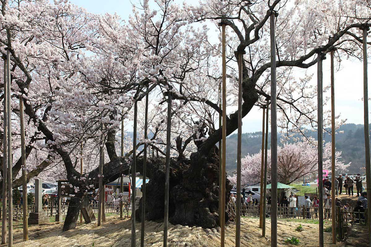 ��̕���