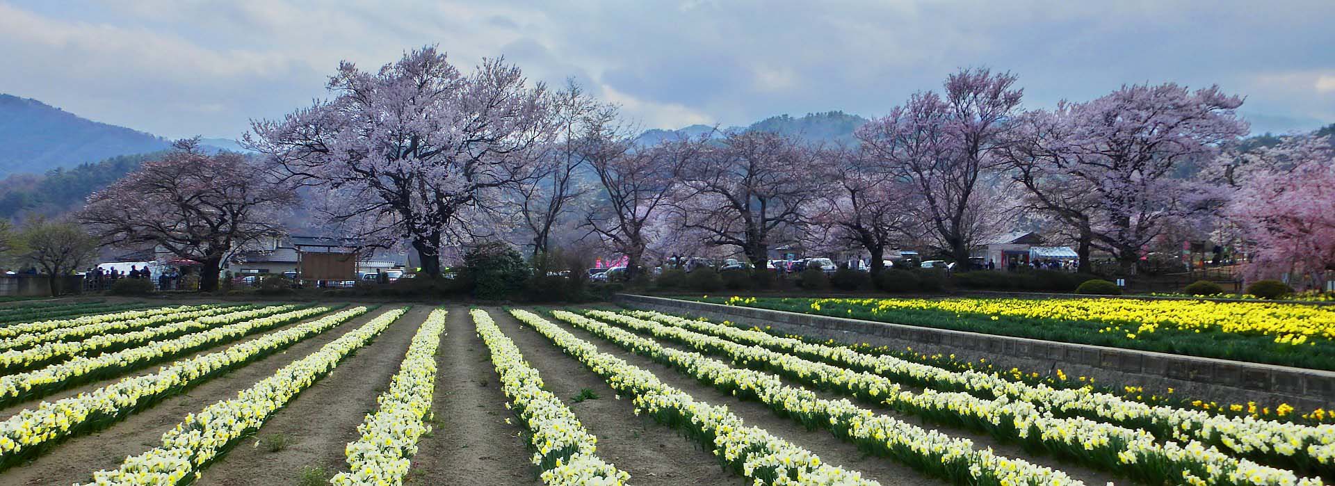 ��̕���