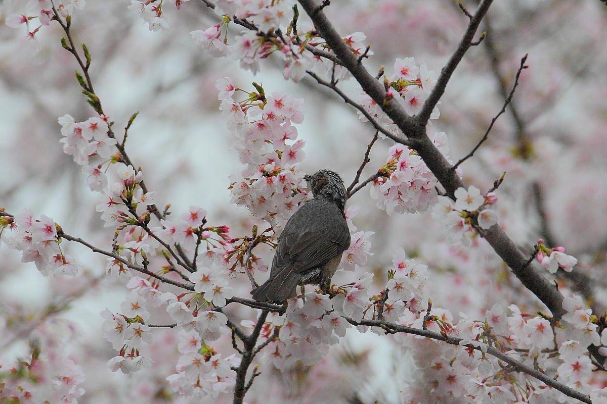 ��̕���