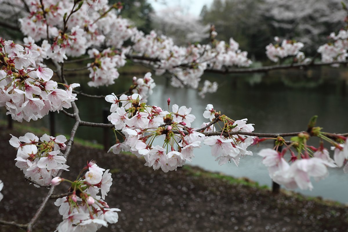 ��̕���