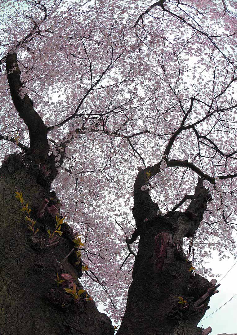 ��̕���