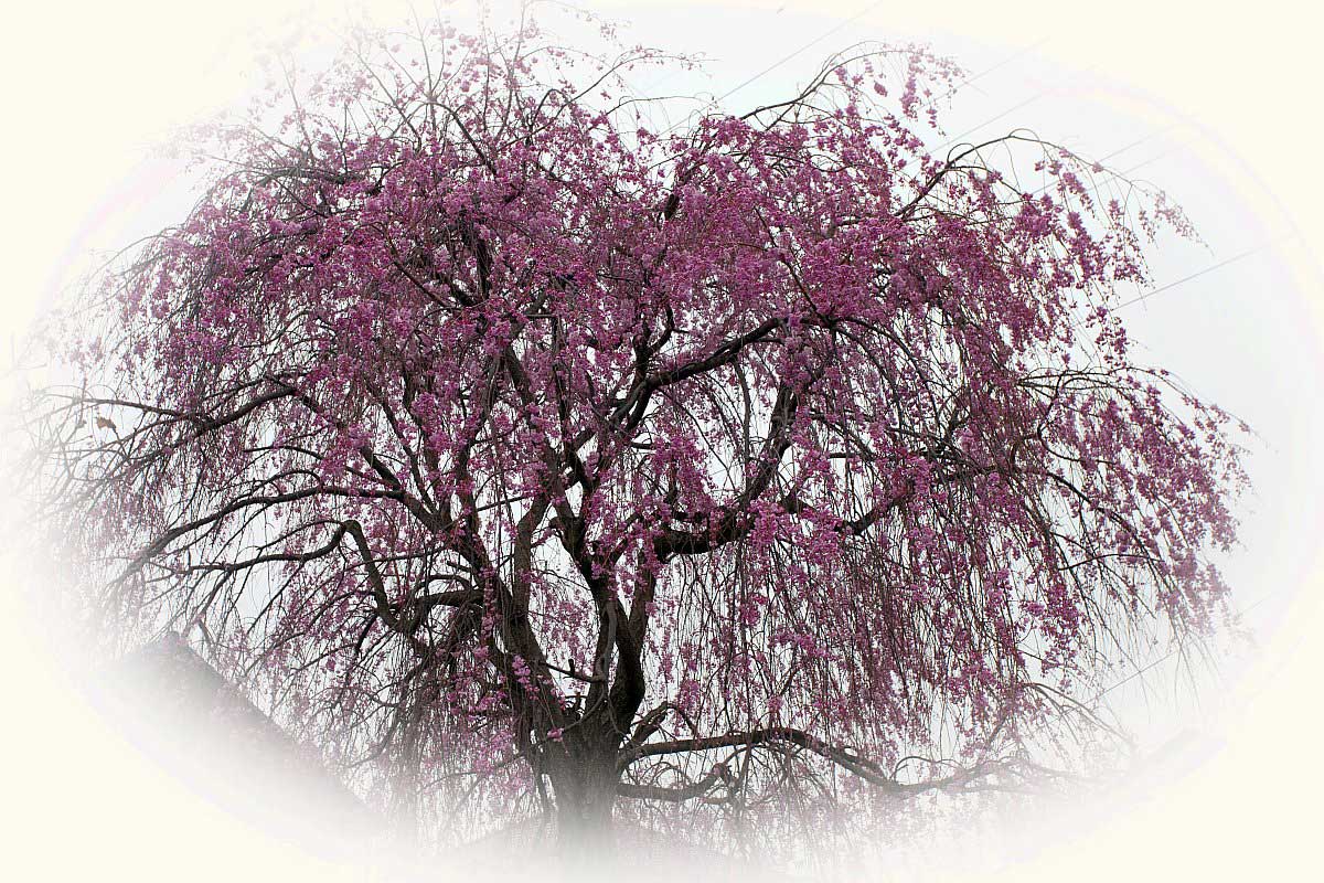 ��̕���