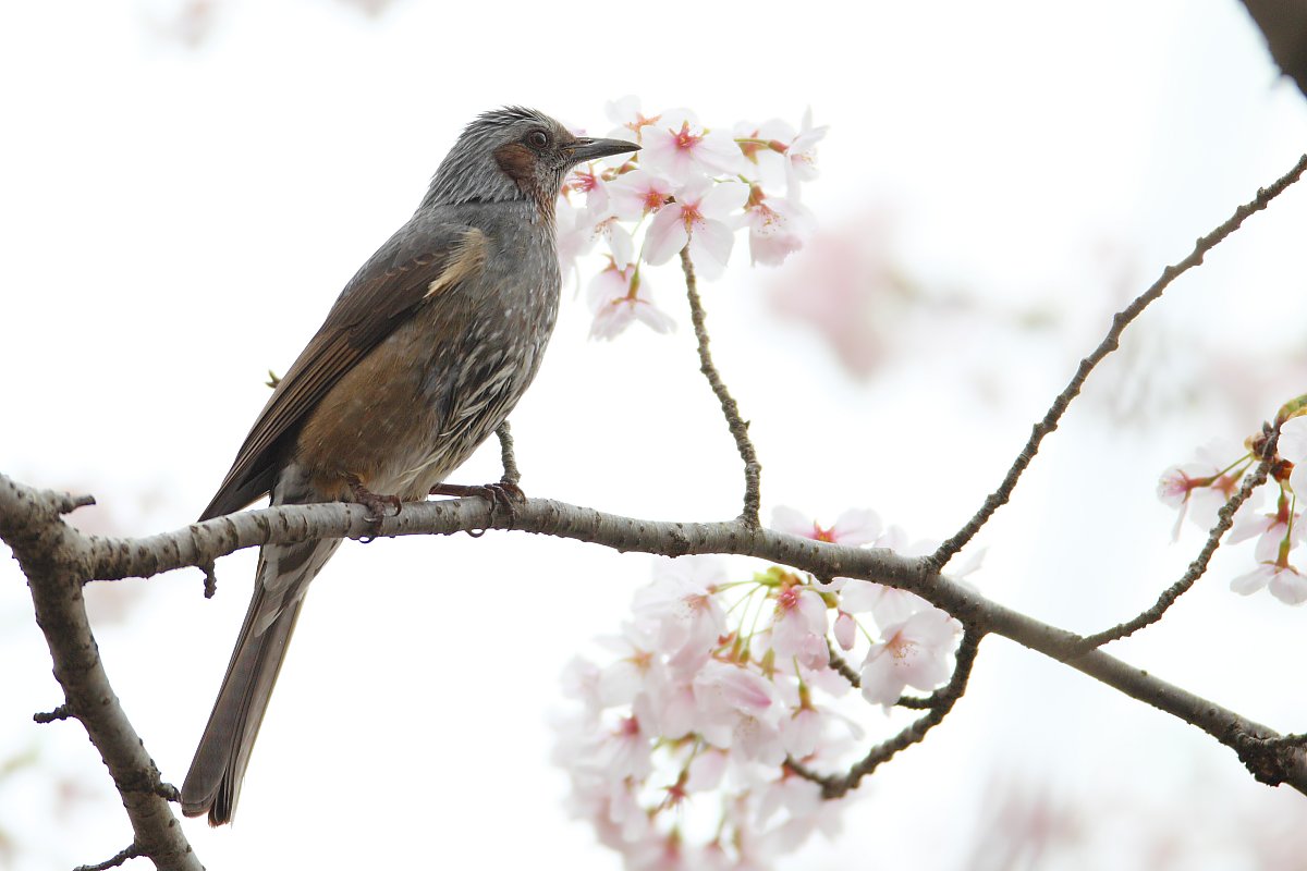 ��̕���