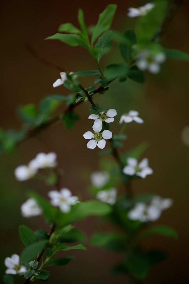 ��̕���