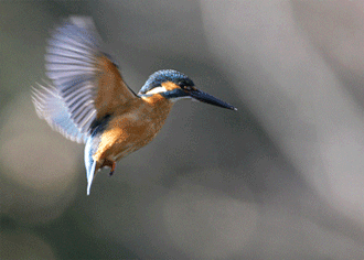 ��̕���