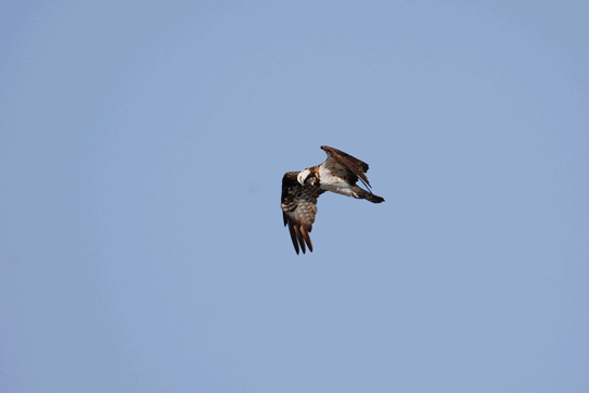 ��̕���