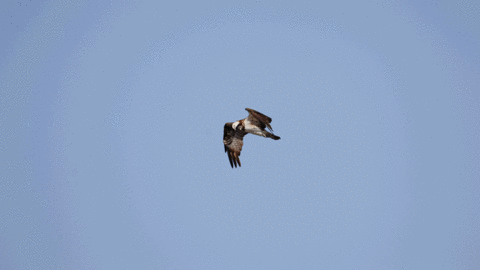 ��̕���