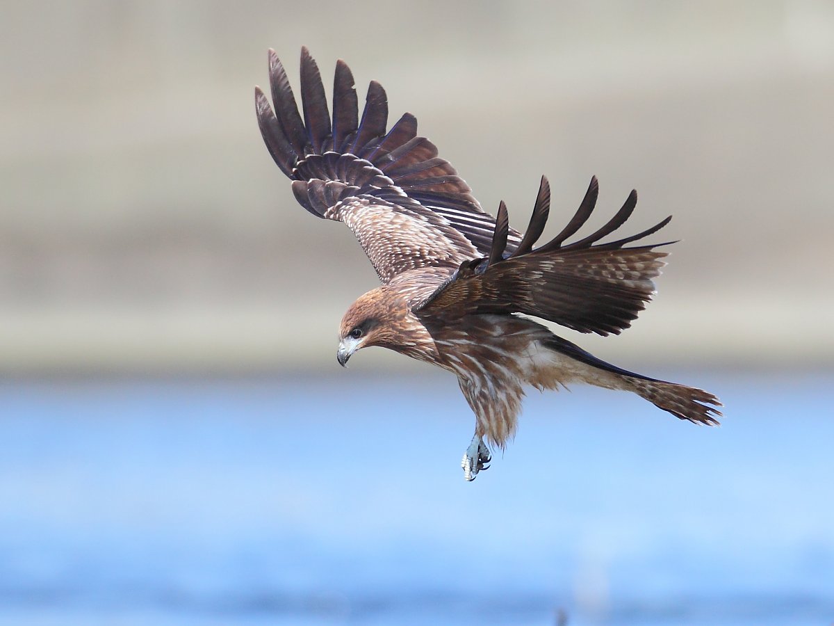 ��̕���