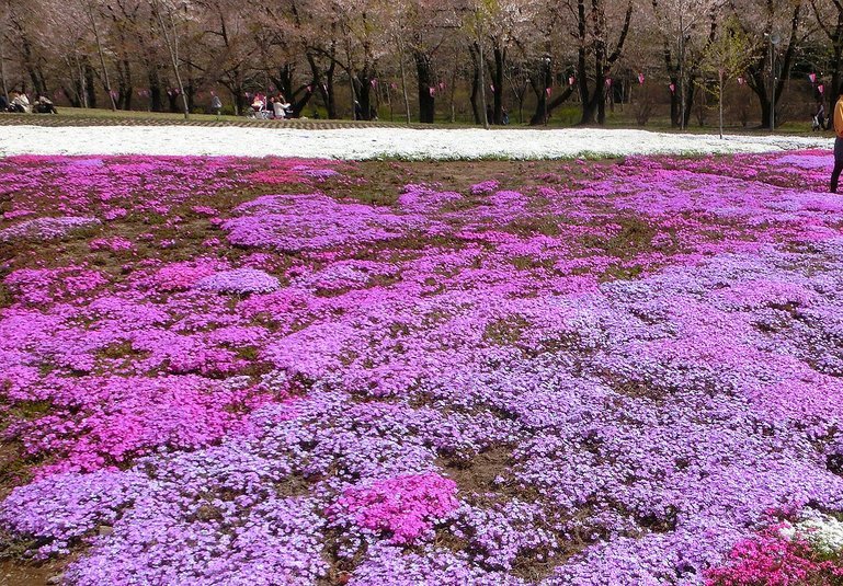 ��̕���