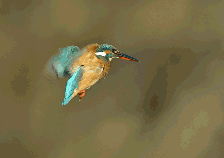 ��̕���