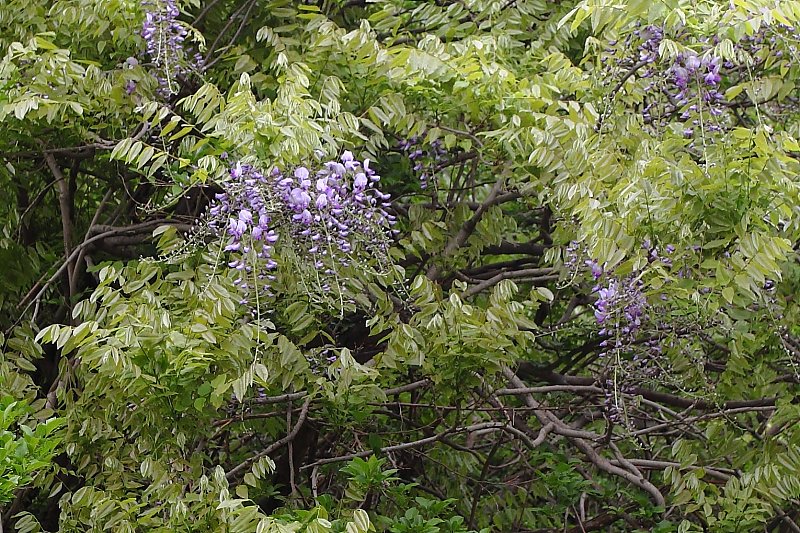 ��̕���