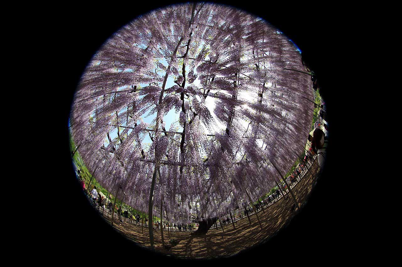 ��̕���