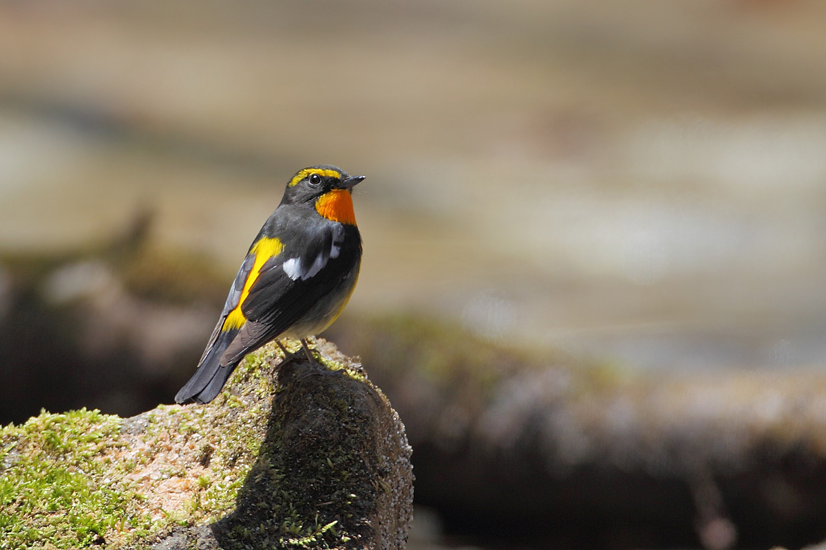 ��̕���