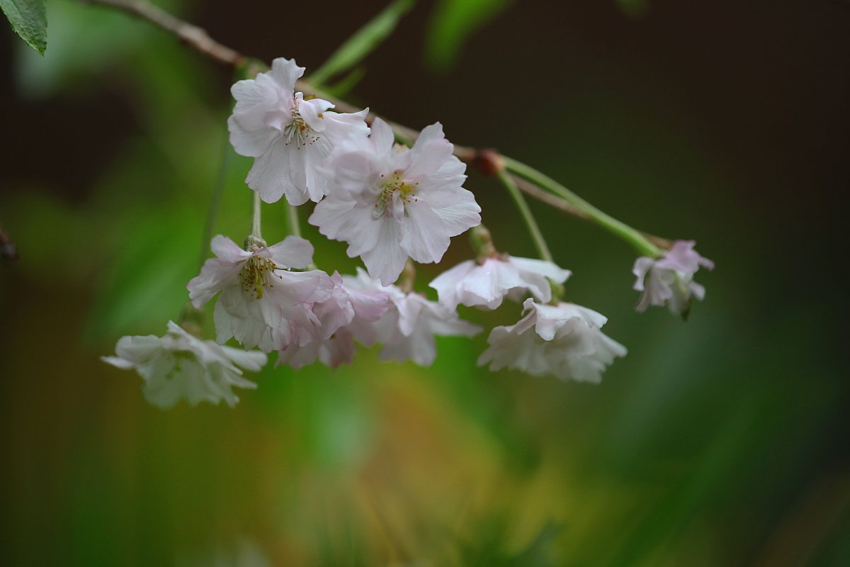 ��̕���