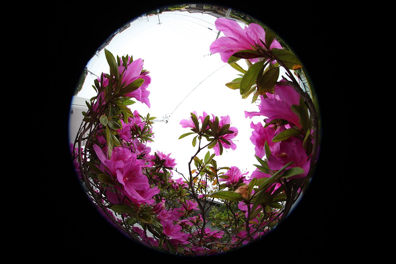 ��̕���