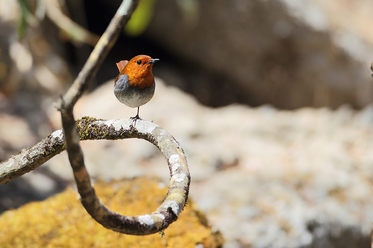 ��̕���