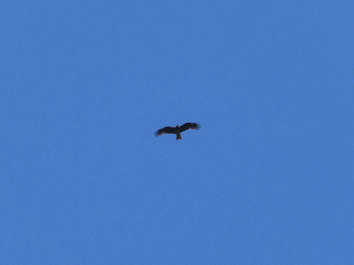 ��̕���