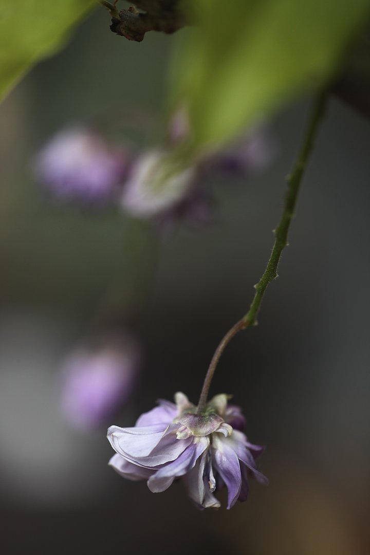 ��̕���