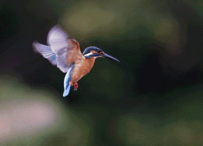 ��̕���