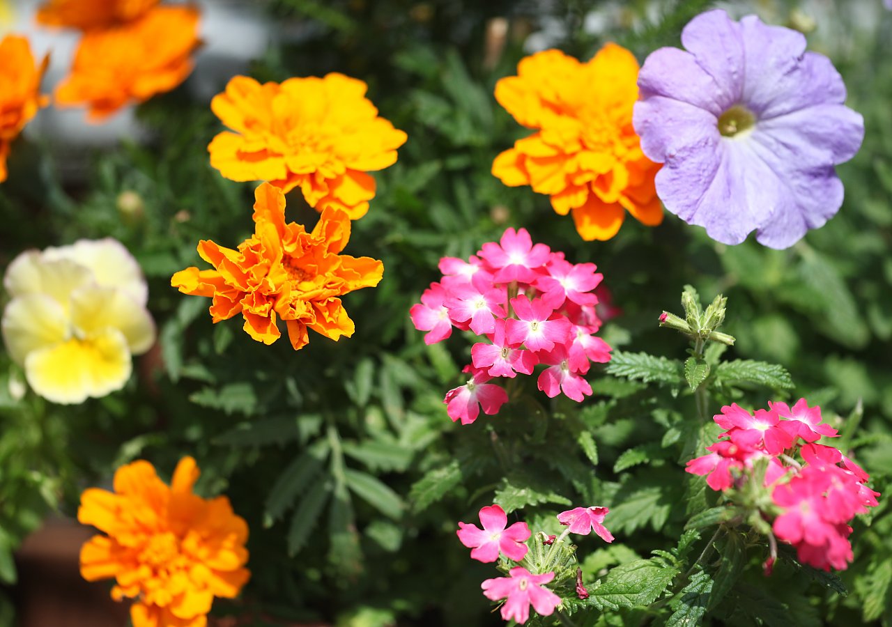 ��̕���