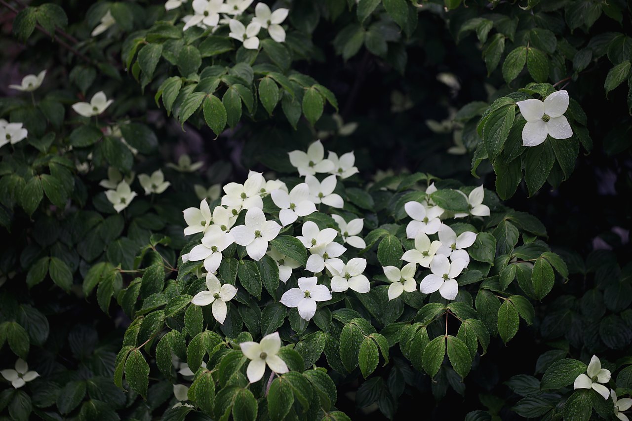 ��̕���