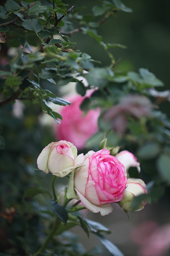 ��̕���