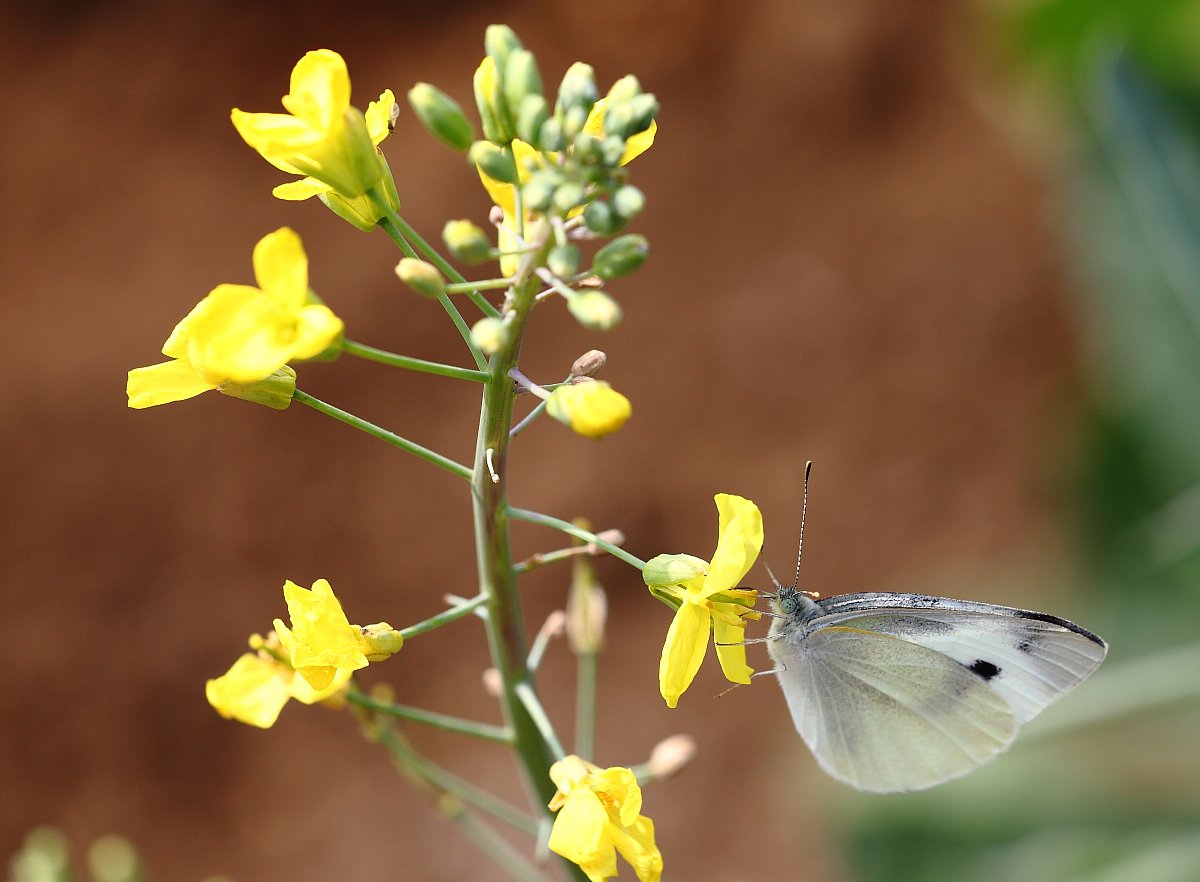 ��̕���