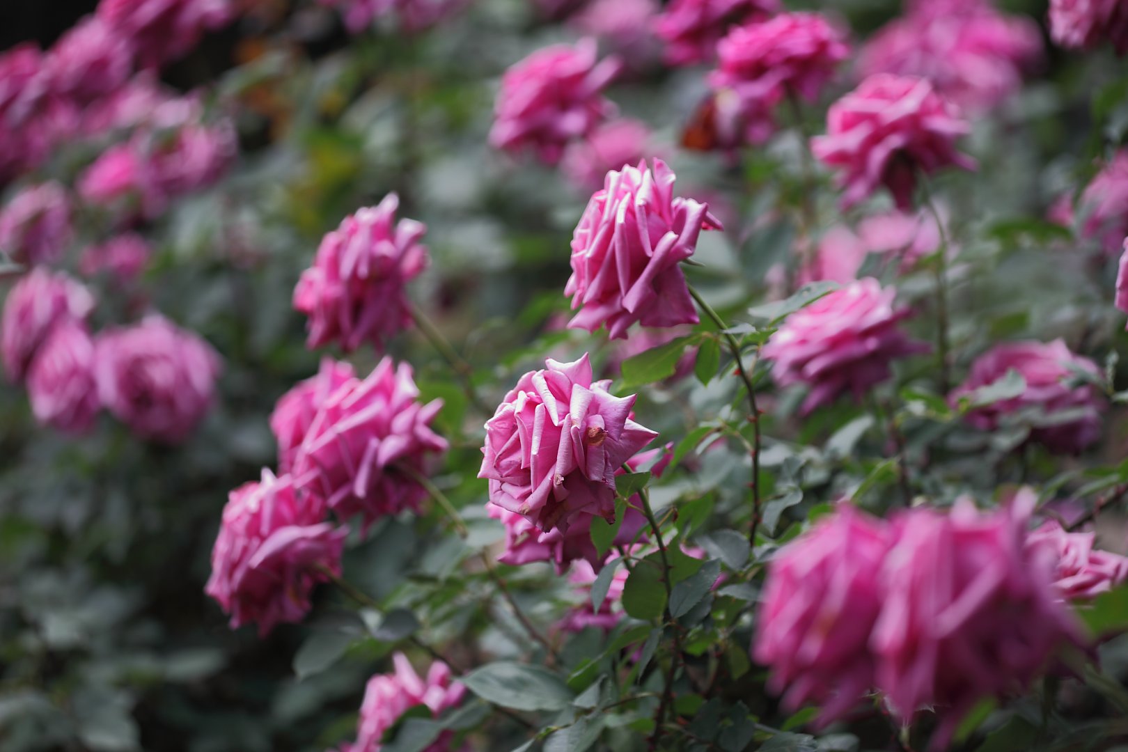 ��̕���