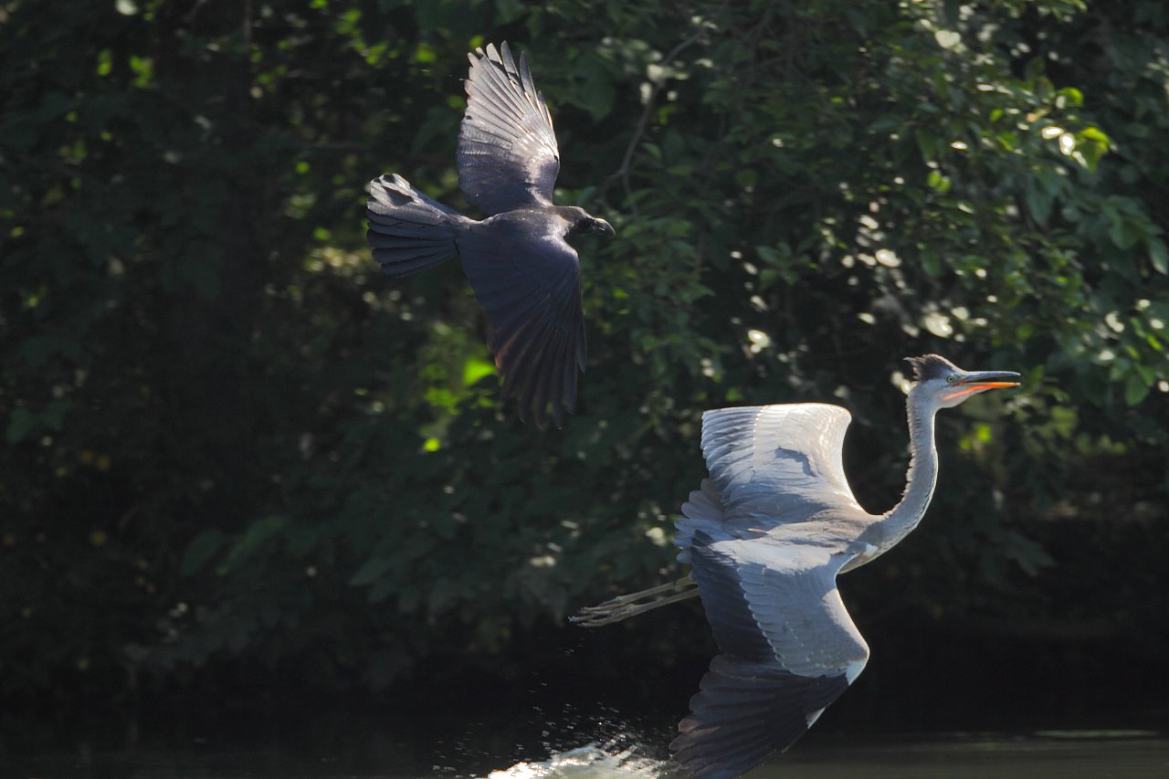 ��̕���