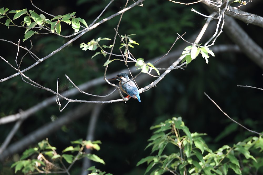 ��̕���