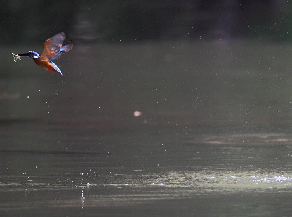 ��̕���