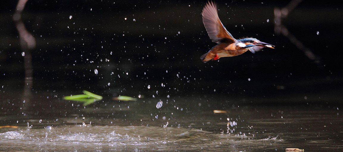 ��̕���