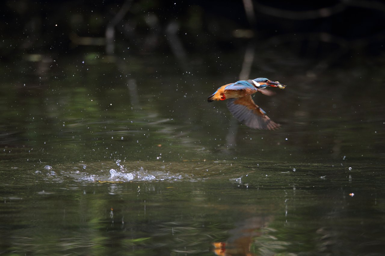 ��̕���